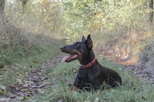 草地上的杜宾犬