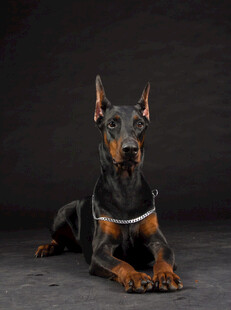 杜宾犬安静趴坐