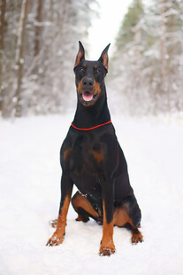 雪地中的杜宾犬
