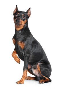 杜宾犬