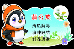 企鹅科普蒲公英功效