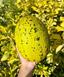手捧斑点黄果