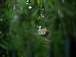 林间小熊猫躲于绿植后