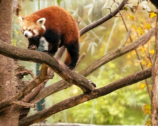 小熊猫栖息于树枝间
