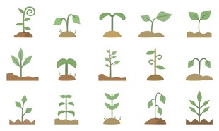 绿植幼苗素材
