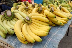 新鲜成串香蕉集市售卖