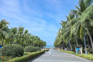 海滨椰林大道