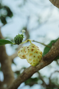 枝头带斑果实与花苞