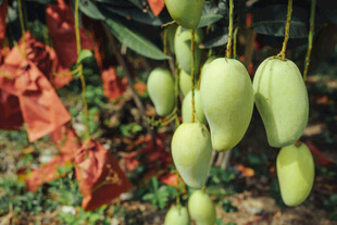 青芒果挂枝