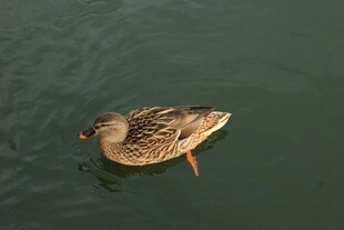 水中悠游的一只野鸭