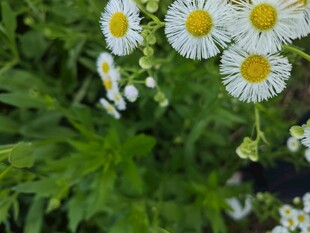 雏菊