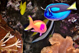 海底多彩热带鱼共游