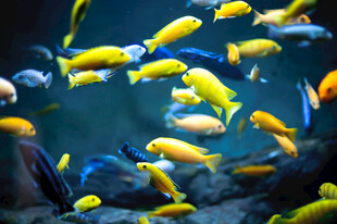 多彩群鱼畅游水族馆