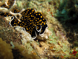 海底斑点海蛞蝓