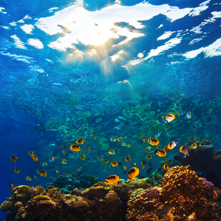 海底斑斓世界