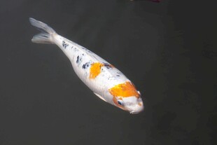 水中锦鲤