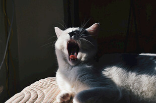 打哈欠的可爱猫咪