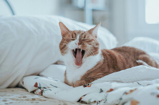 打哈欠的萌猫