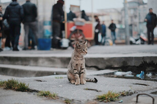 街头独坐的斑纹小猫