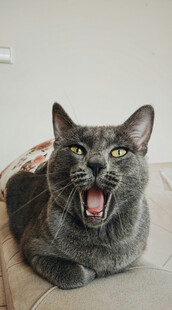 张嘴打哈欠的灰猫