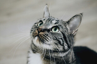 抬头凝视的条纹猫咪
