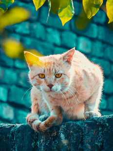 橘猫趴于石上睁大眼睛