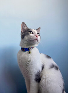 戴蓝项圈的可爱猫咪