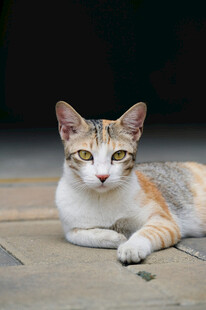 三色猫咪趴地可爱模样