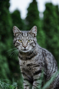 草丛中的斑纹猫咪