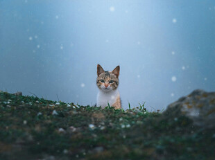草丛中的可爱猫咪