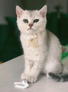 可爱银渐层小猫玩小玩具