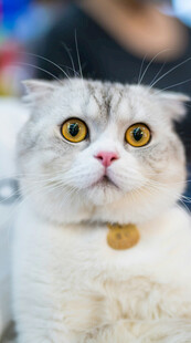 可爱萌猫特写