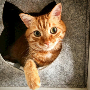 可爱橘猫从猫窝探出脑袋