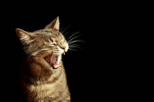 张嘴咆哮的斑纹猫咪