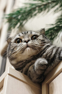 萌猫趴在木架上望向上方