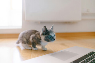 猫咪在笔记本电脑旁好奇张望