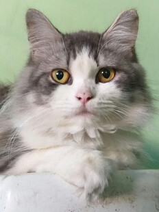 灰白长毛猫的可爱瞬间