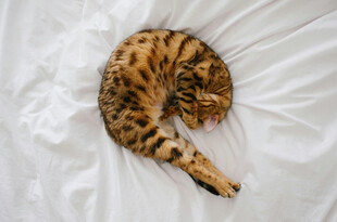 蜷睡的豹纹猫咪