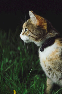 草地上戴项圈的猫咪