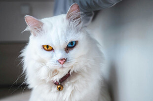 异瞳长毛猫的可爱瞬间