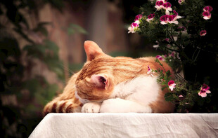 橘猫惬意趴卧花丛旁