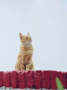 橘猫蹲坐墙头望天空