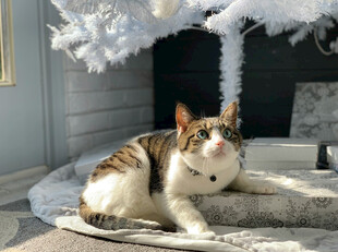 猫咪惬意躺卧在装饰旁