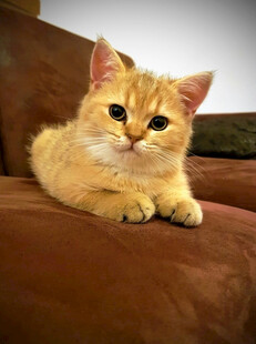 橘猫慵懒趴沙发