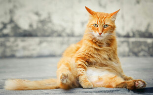 橘猫悠闲坐姿特写