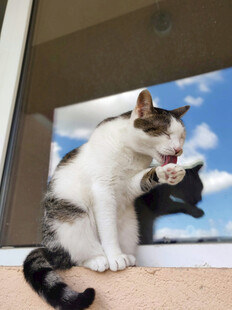 两只猫咪亲昵互动瞬间
