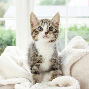可爱小猫咪坐于柔软毛毯上