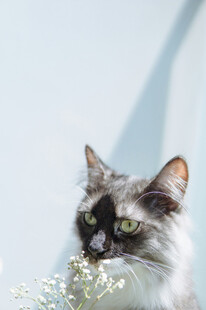 猫咪嗅闻白色小花