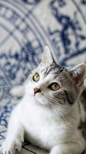 可爱猫咪抬头望