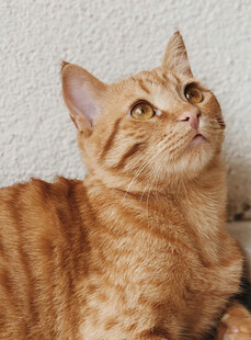 橘猫仰头望向上方